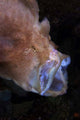 Pinkish Brown Frogfish with Wall Decal