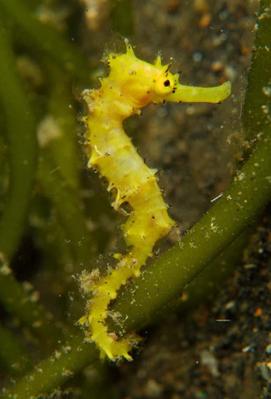 Bright Yellow Thorny Seahorse Wall Decal