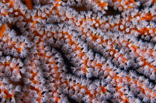 Orange Gorgonian Sea Fan Wall Decal