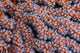 Orange Gorgonian Sea Fan Wall Decal