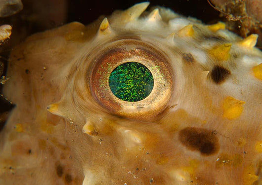 Detail Green Speckled Eye Wall Decal