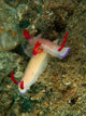 Pair Hypselodoris Bullockii Nudibranch Wall Decal