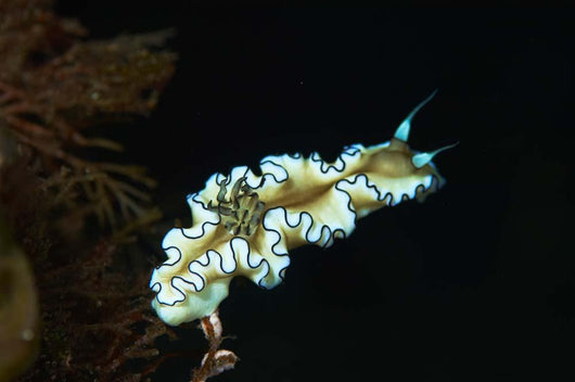 Glossodoris Atromarginata Nudibranch Bali Wall Decal Design 2