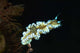 Glossodoris Atromarginata Nudibranch Bali Wall Decal Design 2