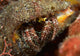 Hairy-legged Hermit Crab Emerging Wall Decal