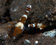 Thor Amboinensis Shrimp Brown Wall Decal
