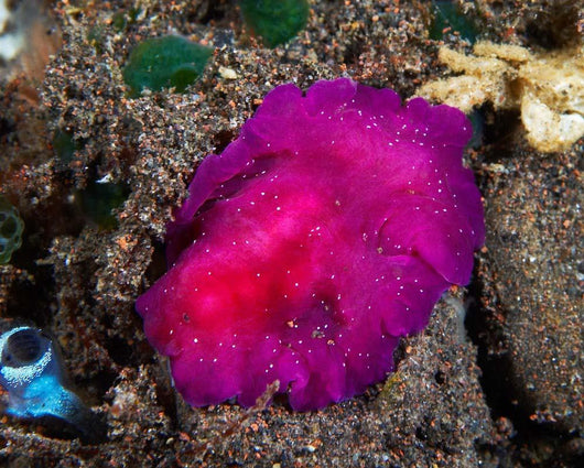 Fuchsia Pink Flatworm with Wall Decal