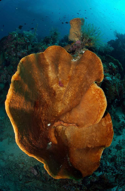 Orange and Brown Sponge Wall Decal