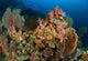 Reef Scene with Gorgonian Wall Decal Design 2