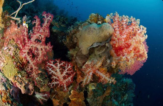 Reef Scene with Gorgonian Wall Decal Design 1