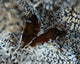 Pair Brown Snapping Shrimps Wall Decal