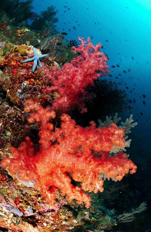 Red Soft Corals and Wall Decal