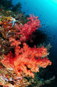 Red Soft Corals and Wall Decal