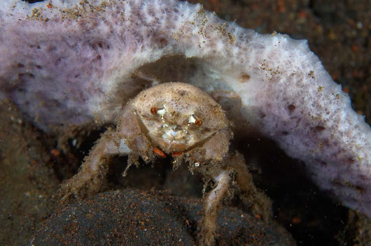 Decorator Crab with Mauve Wall Decal