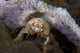 Decorator Crab with Mauve Wall Decal
