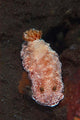 White-spotted Red Nudibranch Sea Wall Decal