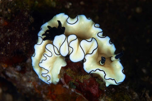 Glossodoris Atromarginata Nudibranch Bali Wall Decal Design 1