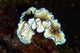 Glossodoris Atromarginata Nudibranch Bali Wall Decal Design 1