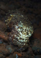 Camouflaged Baby Reef Cuttlefish Wall Decal