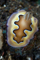 Chromodoris Coi Nudibranch Sea Wall Decal