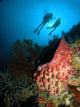Divers Hovering above Large Wall Decal