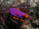 Pink and Orange Flatworm Wall Decal