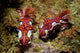 Pair Miamira Magnifica Nudibranch Wall Decal