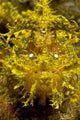 Head-on Portrait Yellow Scorpionfish Wall Decal