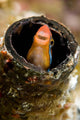 Orange Blenny Peeking out Wall Decal