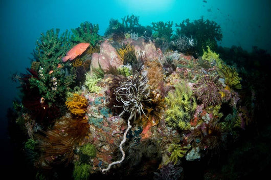 Colorful Reef Scene Komodo Wall Decal Design 3