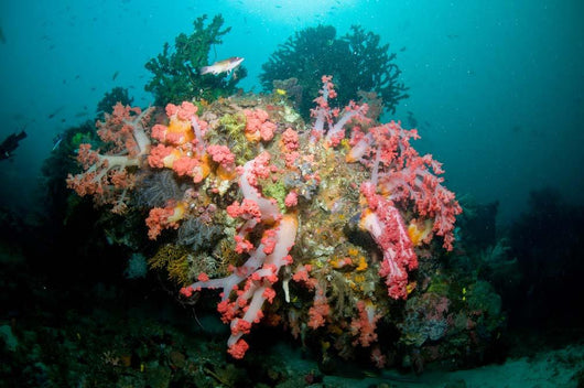 Colorful Reef Scene Komodo Wall Decal Design 2