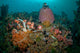 Colorful Reef Scene Komodo Wall Decal