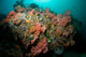 Colorful Reef Scene Komodo Wall Decal Design 1