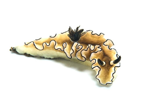 Black-margined Nudibranch White Wall Decal