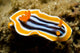 Chromodoris Magnifica Nudibranch Komodo Wall Decal