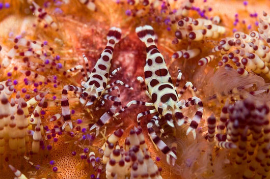 Spotted Periclimenes Colemani Shrimp Wall Decal