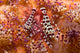 Spotted Periclimenes Colemani Shrimp Wall Decal