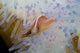 Pink Clownfish White and Wall Decal