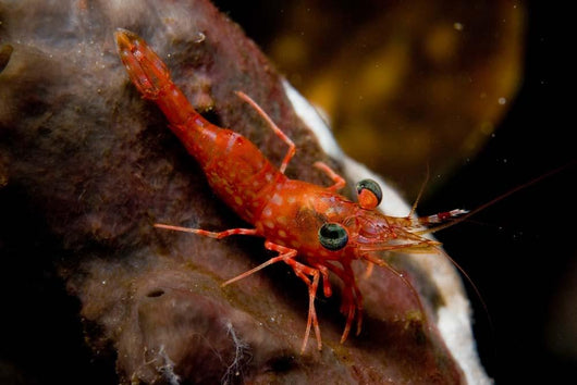 Red Shrimp with Green Wall Decal
