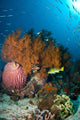 Colorful Reef Scene with Wall Decal Design 2