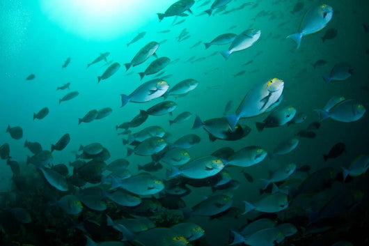 School Yellow Masked Surgeonfish Wall Decal