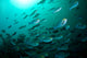 School Yellow Masked Surgeonfish Wall Decal
