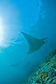 Group Manta Rays Blue Wall Decal