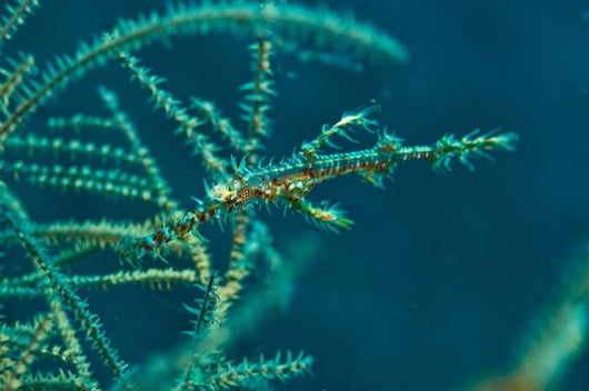 Ghost Pipefish amongst Yellow Wall Decal