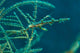 Ghost Pipefish amongst Yellow Wall Decal
