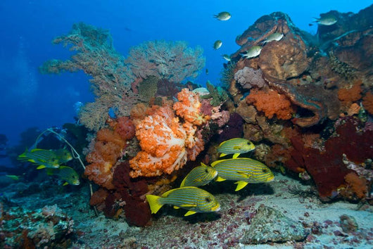 Colorful Reef Scene with Wall Decal Design 1
