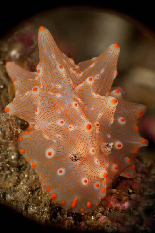 Orange and White Nudibranch Wall Decal