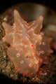 Orange and White Nudibranch Wall Decal