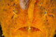 Extreme Close-up Orange Frogfish Wall Decal