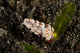 White Flabellina Nudibranch with Wall Decal